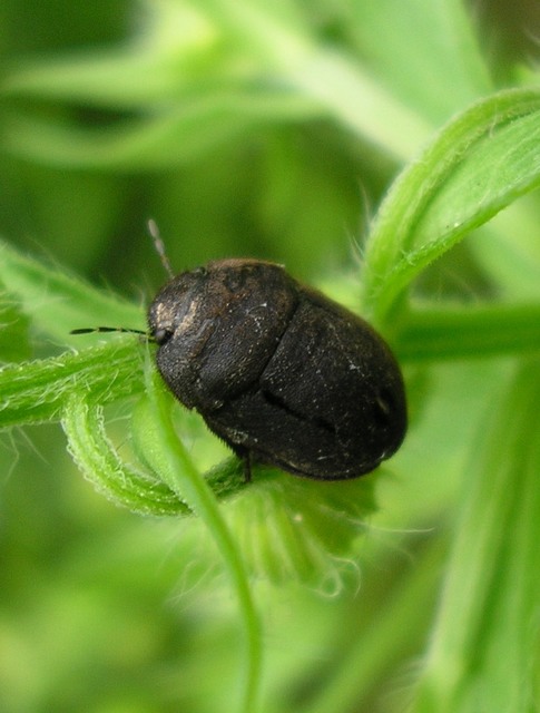 Odontoscelis fuliginosa - szőrös pajzsospoloska (Állathatározó; Kondorosy Nagy_Hideg hegy) Odontoscelis fuliginosa - szőrös pajzsospoloska (Állathatározó; Kondorosy Nagy_Hideg hegy)