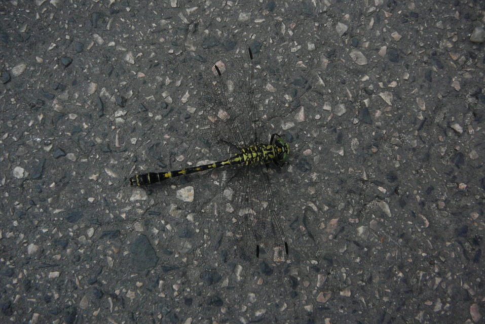 Onychogomphus forcipatus - gyűrűs folyami-szitakötő