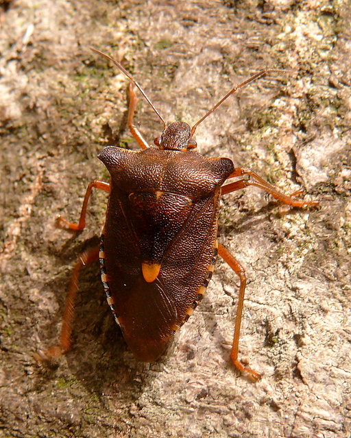 Pentatoma rufipes - vöröslábú címerespoloska Pentatoma rufipes - vöröslábú címerespoloska
