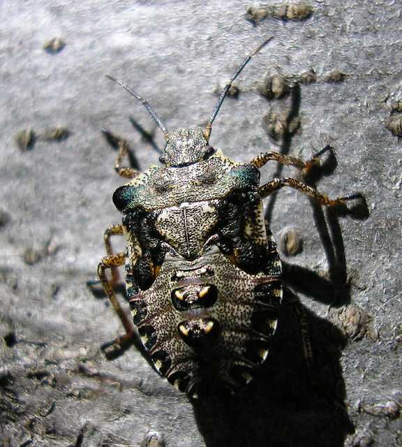 Pentatoma rufipes - vöröslábú címerespoloska Pentatoma rufipes - vöröslábú címerespoloska