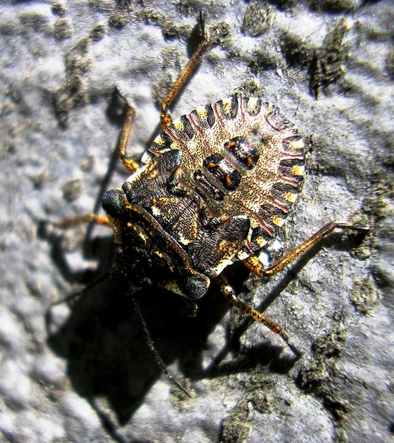 Pentatoma rufipes - vöröslábú címerespoloska Pentatoma rufipes - vöröslábú címerespoloska