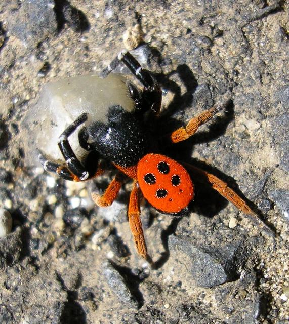 Eresus moravicus - sárgafejű bikapók Eresus moravicus - sárgafejű bikapók