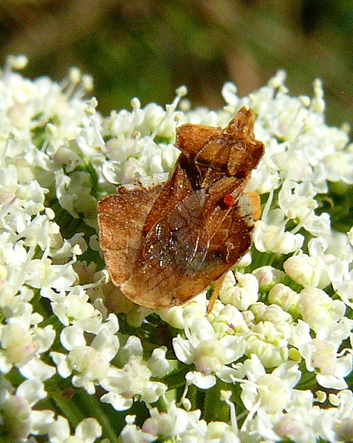 Phymata crassipes - fogólábú poloska
