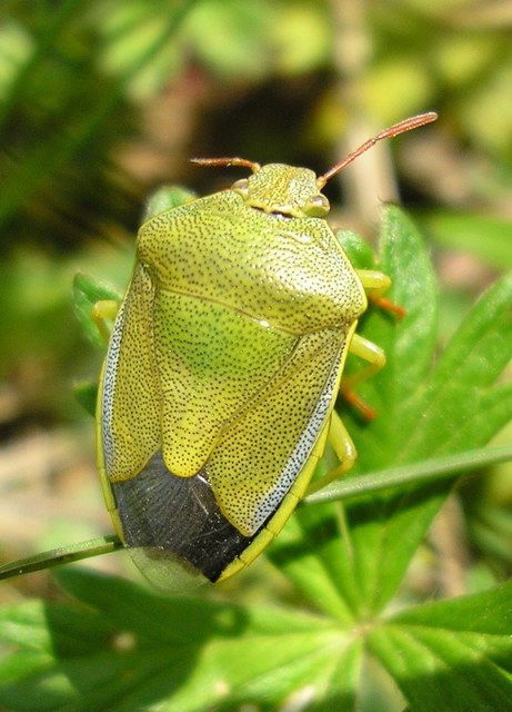 Piezodorus lituratus - bíboros címerespoloska Piezodorus lituratus - bíboros címerespoloska