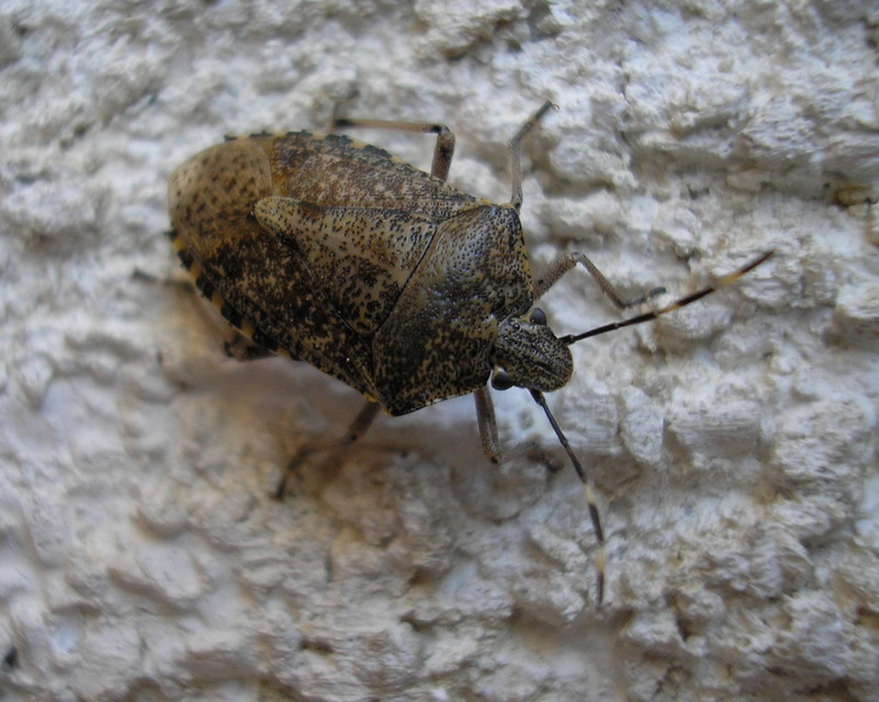 Rhaphigaster nebulosa - bencepoloska