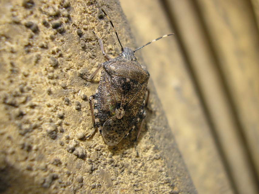 Rhaphigaster nebulosa - bencepoloska