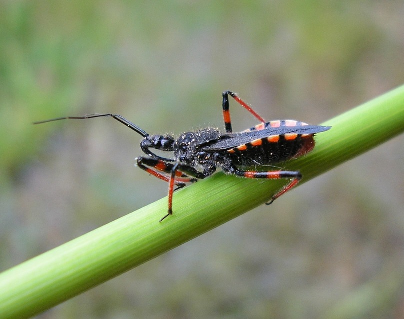 Rhynocoris annulatus - gyűrűslábú gyilkospoloska