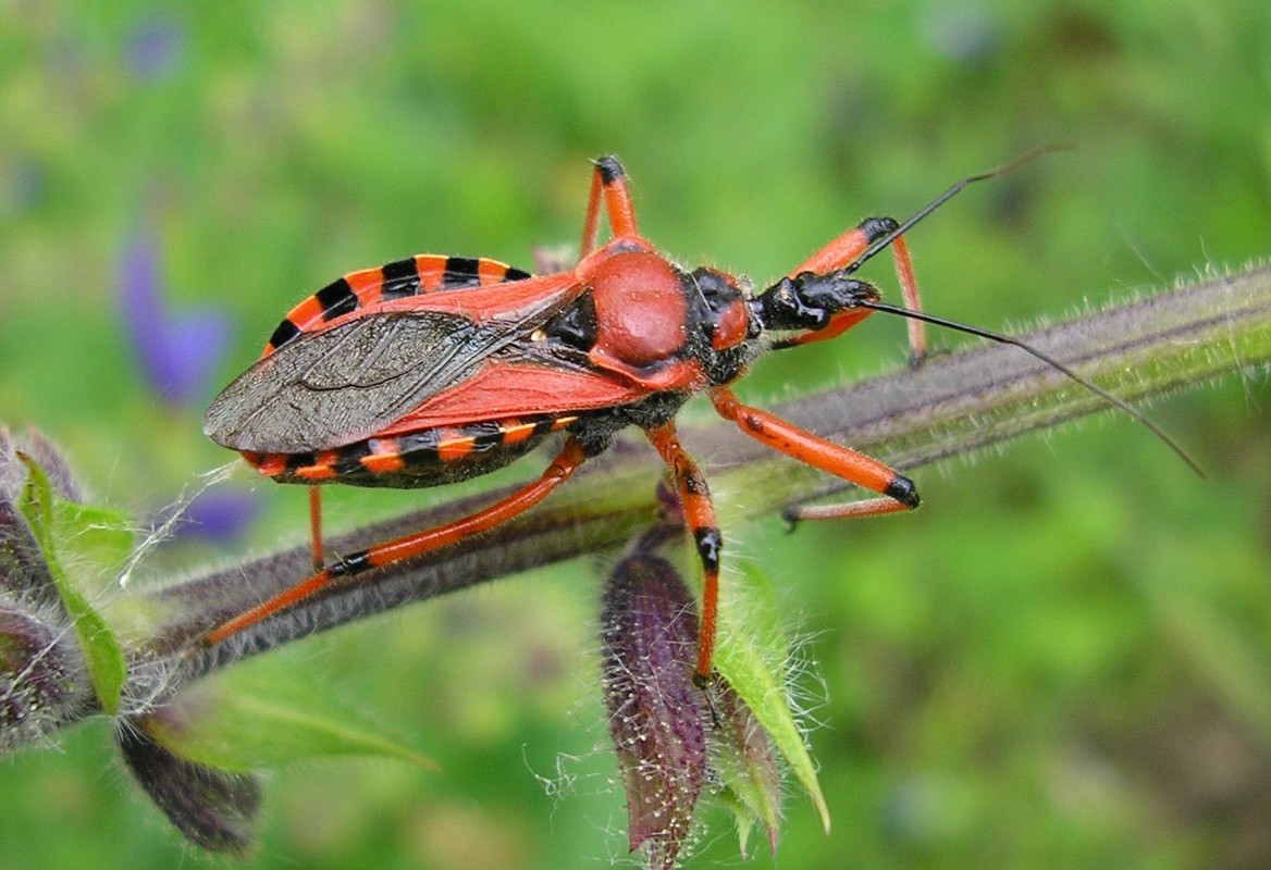 Rhynocoris iracundus - közönséges gyilkospoloska