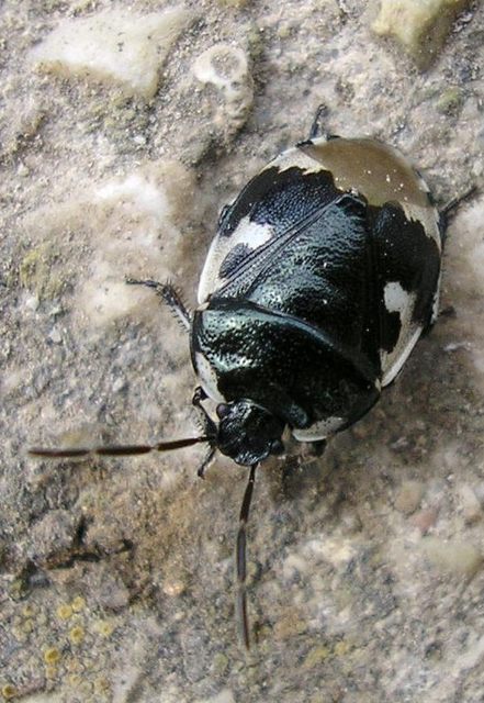 Tritomegas bicolor - foltos földipoloska