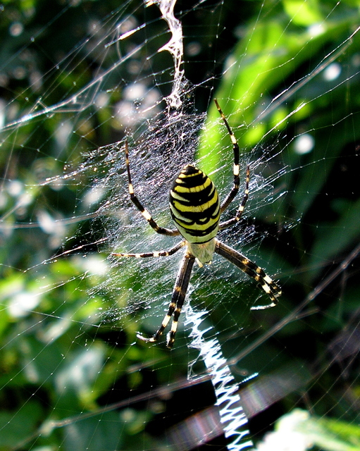 Argiope bruennichi - darázspók