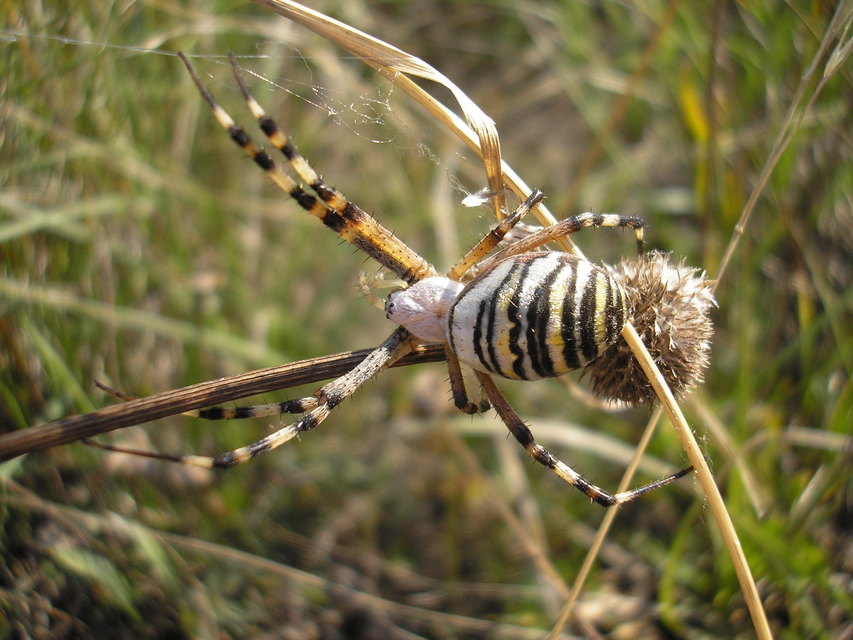 Argiope bruennichi - darázspók