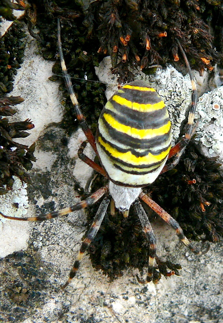 Argiope bruennichi - darázspók