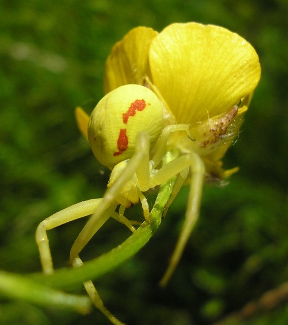 Misumena vatia - viráglakó karolópók
