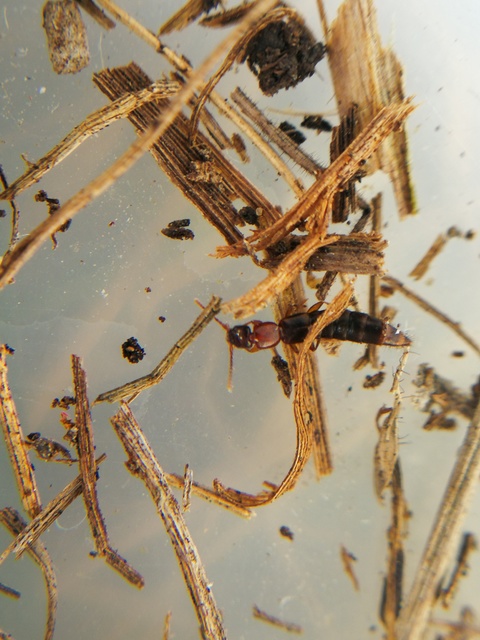 Sunius melanocephalus - feketefarú lombholyva