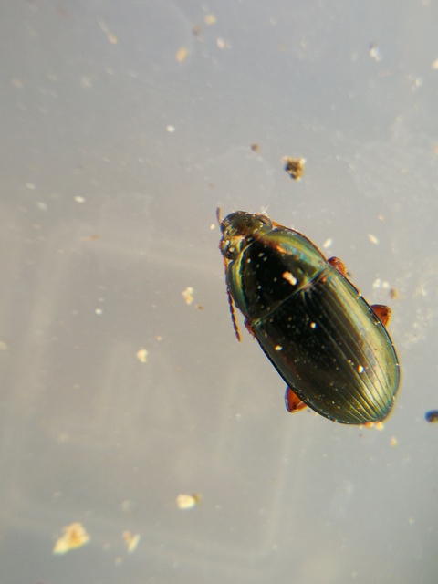 Amara anthobia - réti közfutó Amara anthobia - réti közfutó