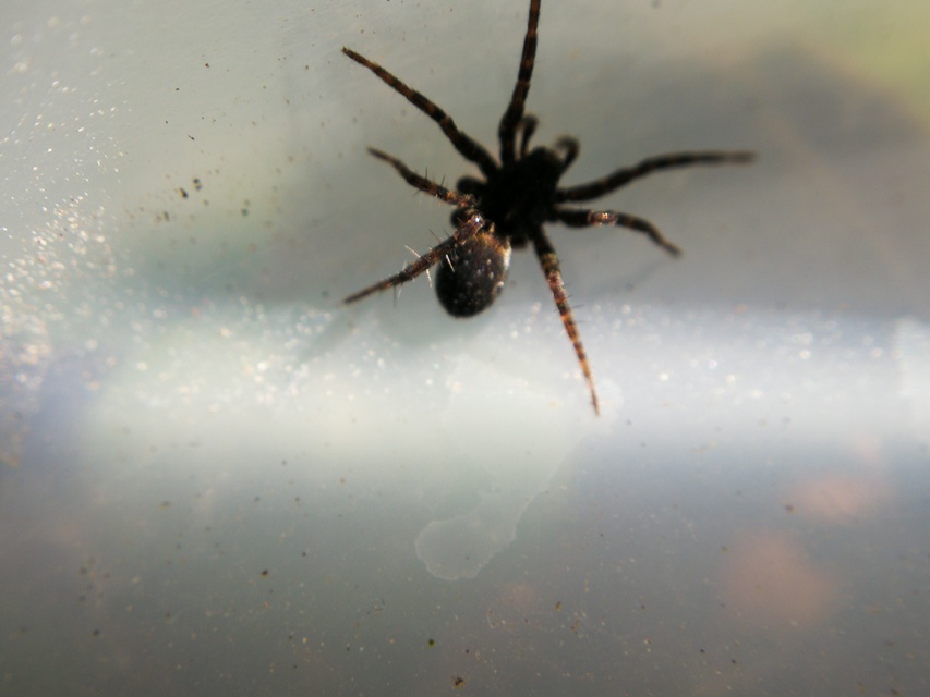 Piratula
