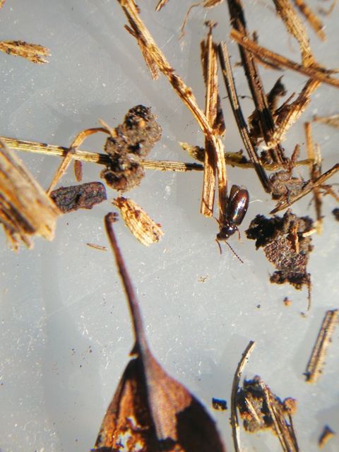 Tachys bistriatus - közönséges martfutó