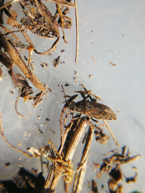 Peritrechus