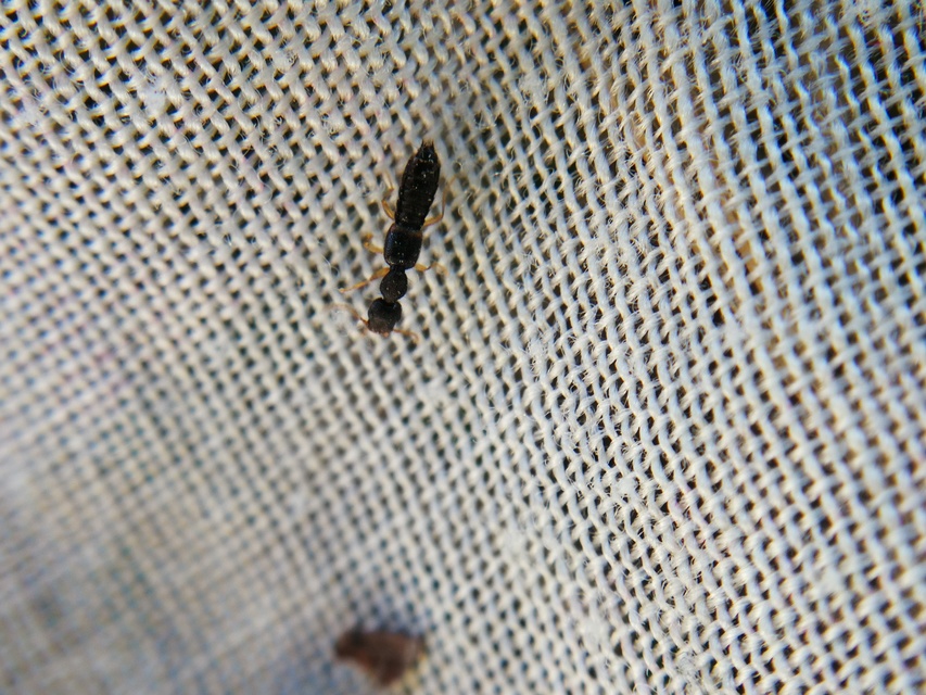 Astenus immaculatus - ligeti köviholyva