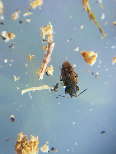 Megalonotus sabulicola