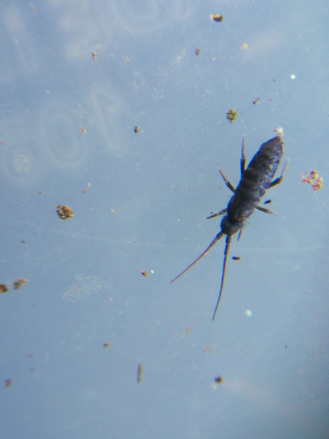 Tomoceridae