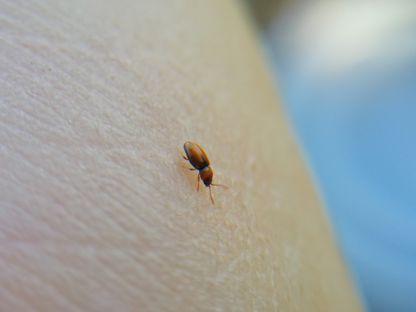 Cryptophagidae - penészbogárfélék