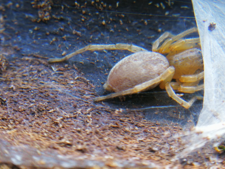 Clubiona