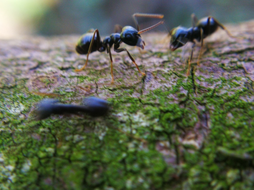 Lasius fuliginosus - kartonépítő fahangya