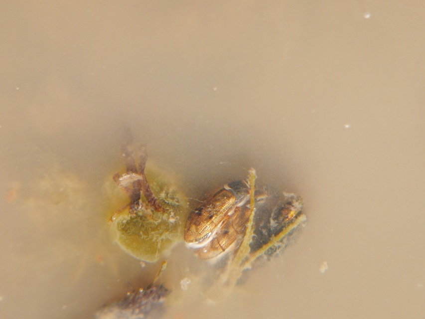 Helophorus