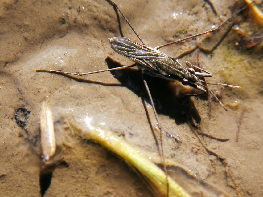 Gerridae - molnárpoloskák