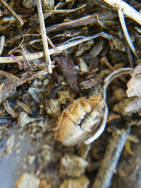 Sciocoris Sciocoris