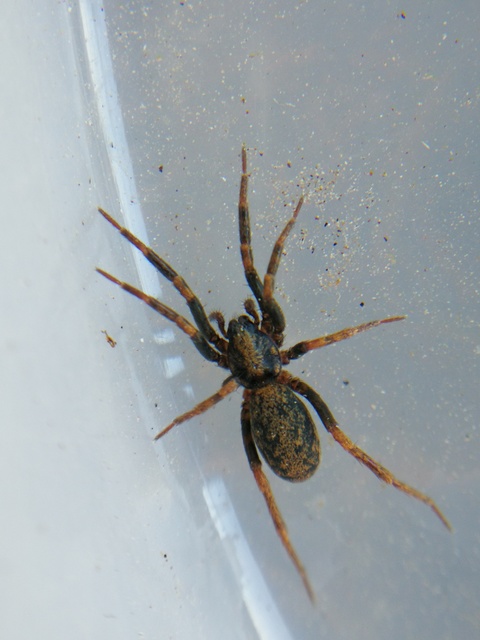Agroeca cuprea