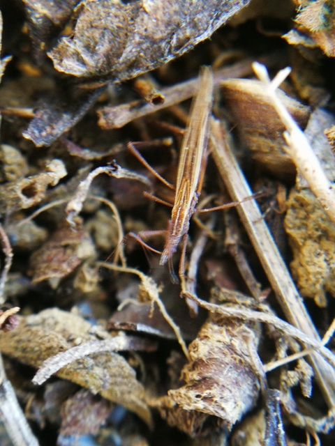 Neides tipularius - nagy szúnyogpoloska