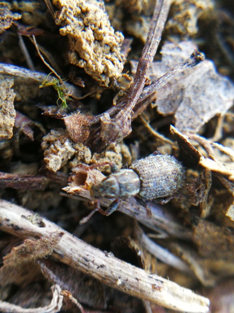 Sitona hispidulus - szőrös csipkézőbogár