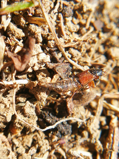 Philonthus