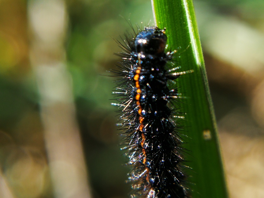 Spiris striata - csíkos molyszövő