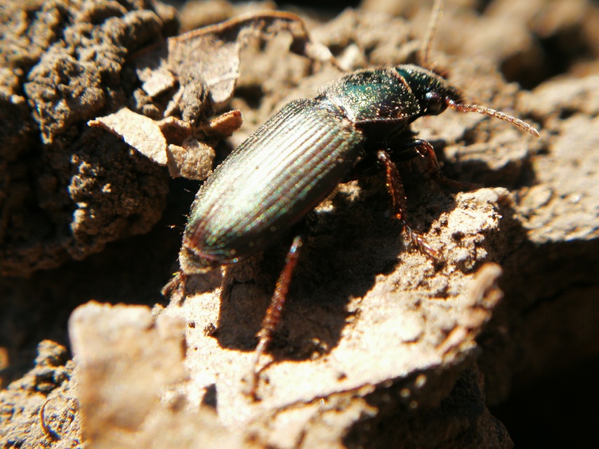 Harpalus affinis - szőrösszárnyú lomhafutó