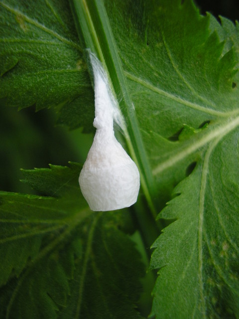 Agroeca brunnea - barna avarpók