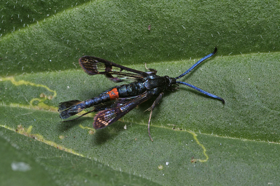 Synanthedon
