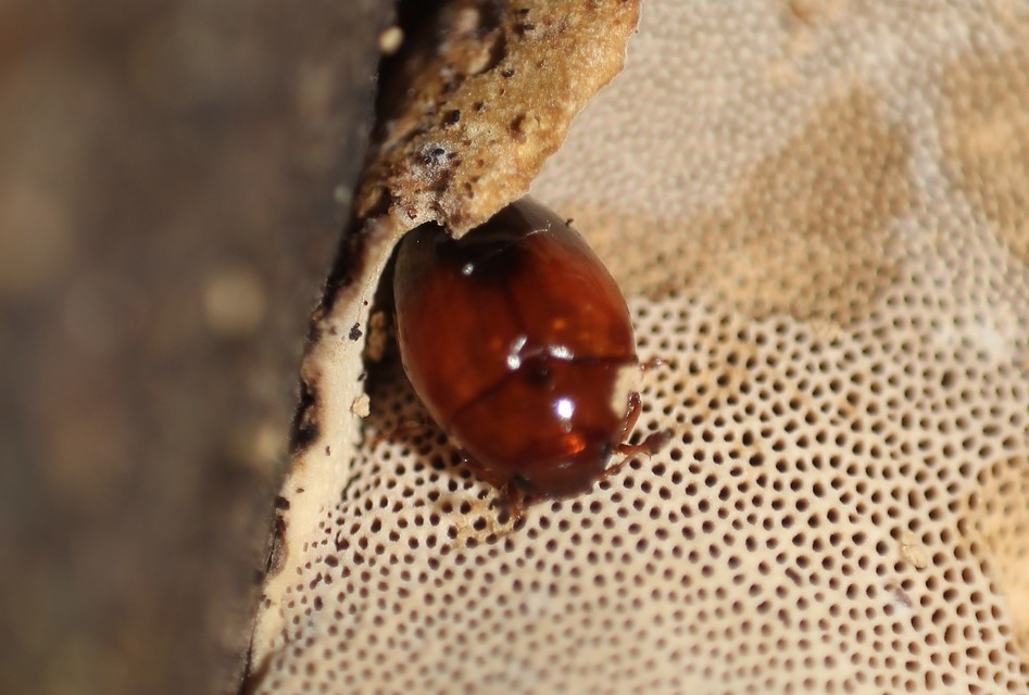 Tritoma bipustulata - feketenyakú tarbogár