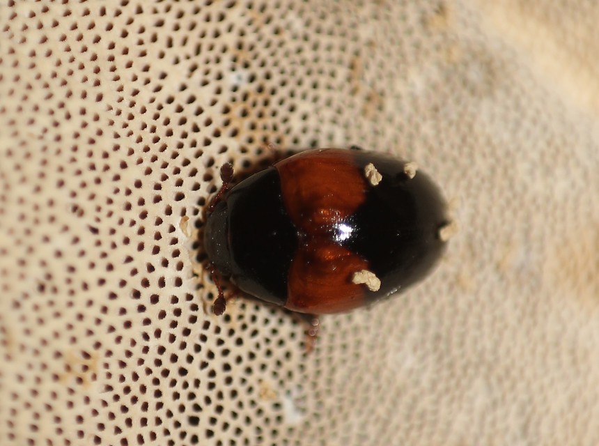 Tritoma bipustulata - feketenyakú tarbogár