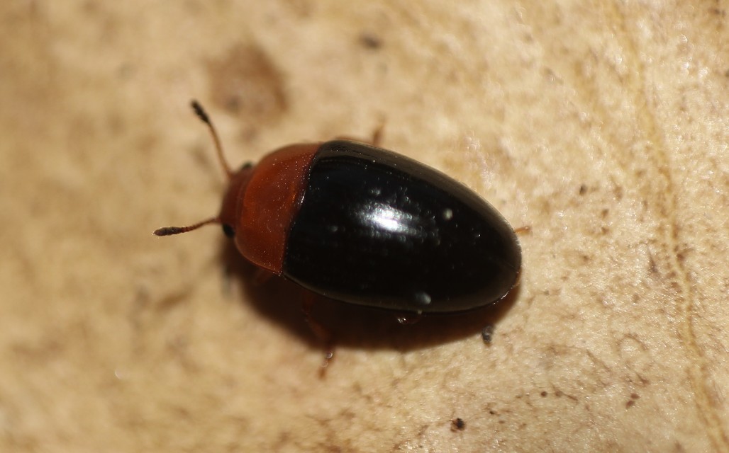 Triplax rufipes - feketehasú tarbogár