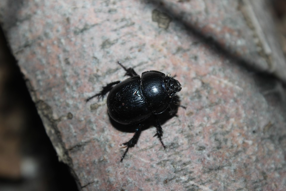 Anoplotrupes stercorosus - erdei álganéjtúró