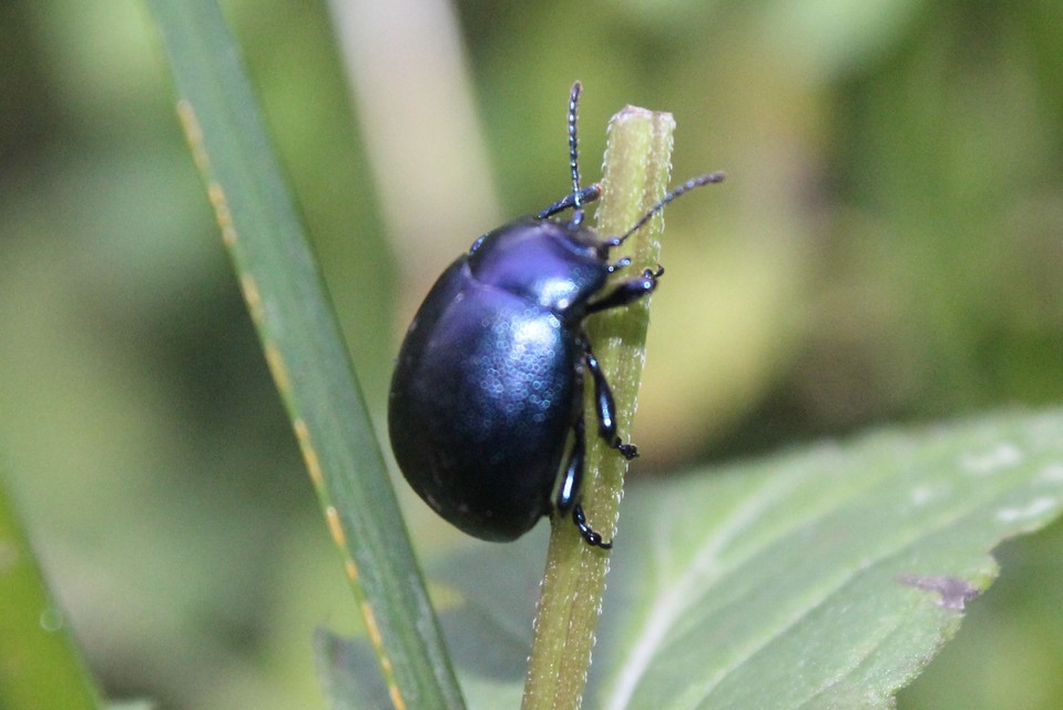 Chrysolina globipennis olivieri - hegyi levélbogár
