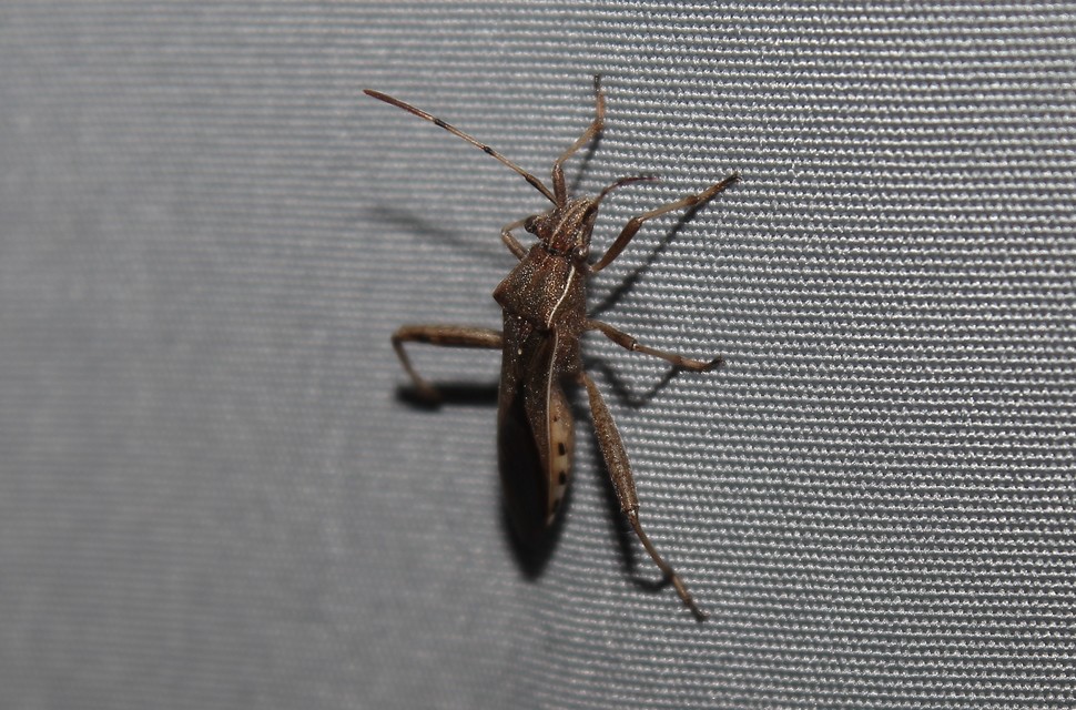 Alydidae - tövispoloskák
