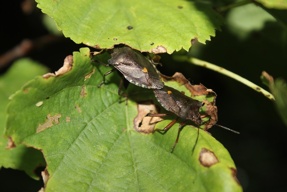 Pentatoma rufipes - vöröslábú címerespoloska Pentatoma rufipes - vöröslábú címerespoloska