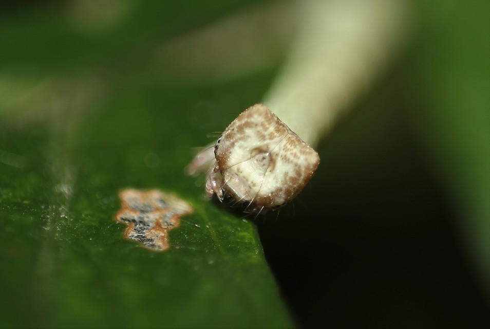 Biston betularia - szürkepettyes araszoló
