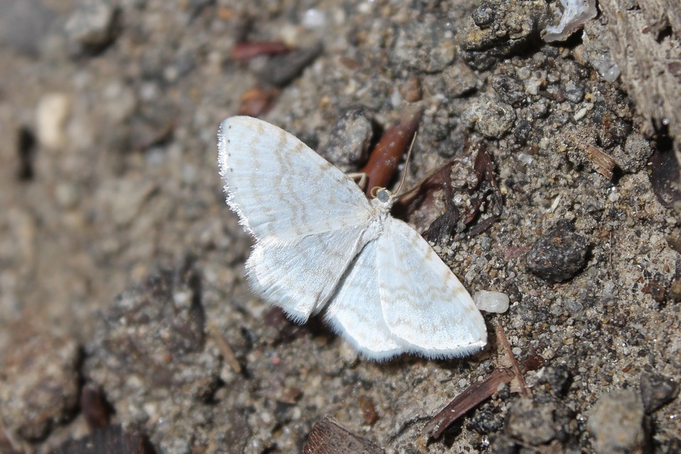Asthena albulata - gyertyán-fehéraraszoló