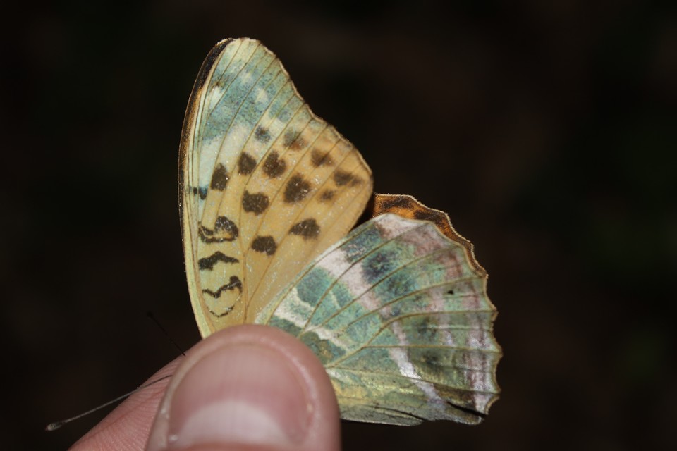 Argynnis paphia - nagy gyöngyházlepke