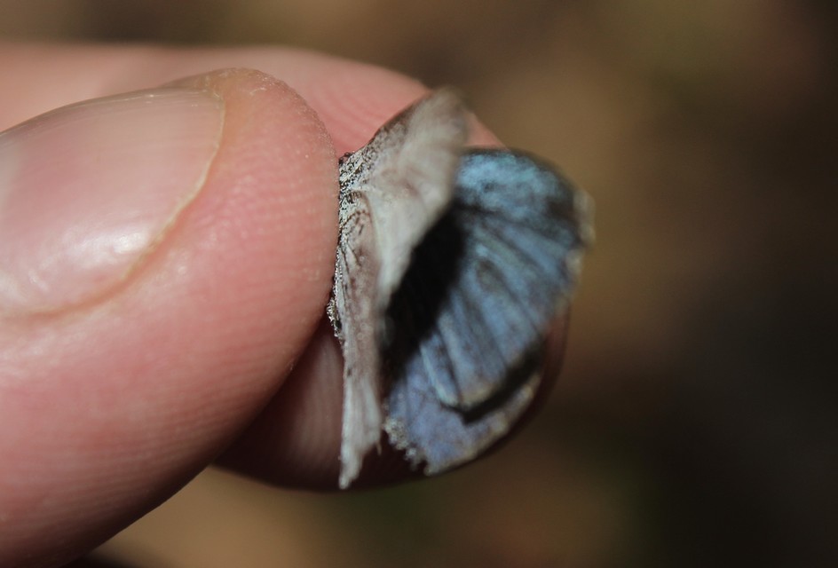 Celastrina argiolus - bengeboglárka